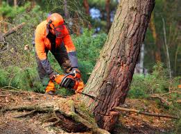 Best Pest Control for Lawns  in Fall Creek, WI