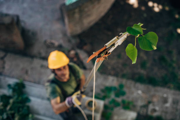 Best Hazardous Tree Removal  in Fall Creek, WI