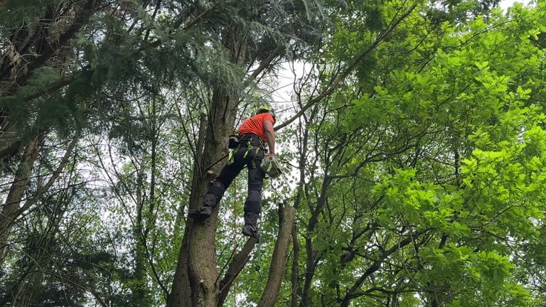 Leaf Removal in Fall Creek, WI
