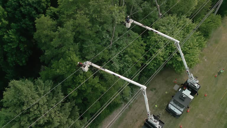 Best Tree Maintenance Programs  in Fall Creek, WI