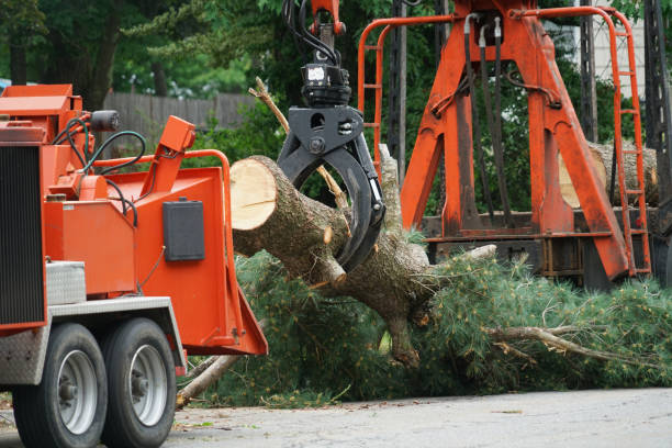 Best Tree Cabling and Bracing  in Fall Creek, WI