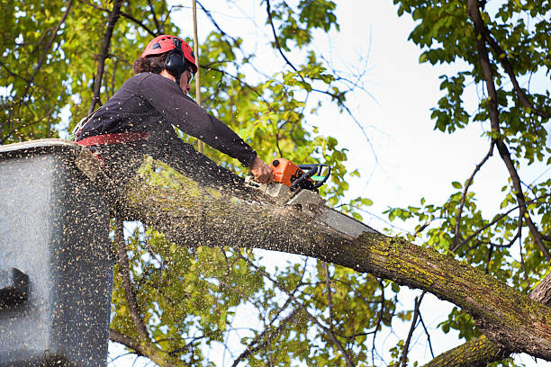 How Our Tree Care Process Works  in  Fall Creek, WI